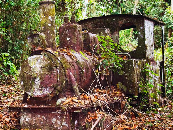 Secrets In The Jungle - Ride of the Ancient Rhino