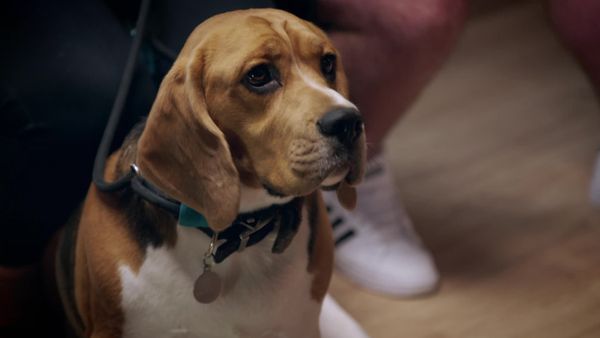 Embarrassing Pets - Episode 14