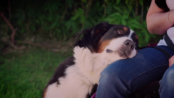 Embarrassing Pets - Episode 19