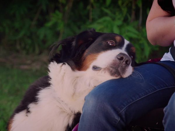 Embarrassing Pets - Episode 19