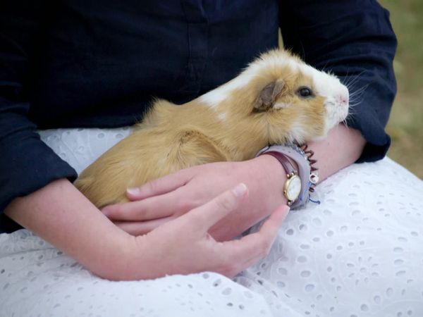 Embarrassing Pets - Episode 20