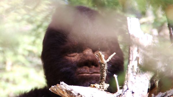 Discovering Bigfoot - Discovering Bigfoot