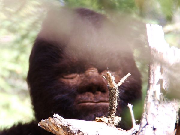 Discovering Bigfoot - Discovering Bigfoot
