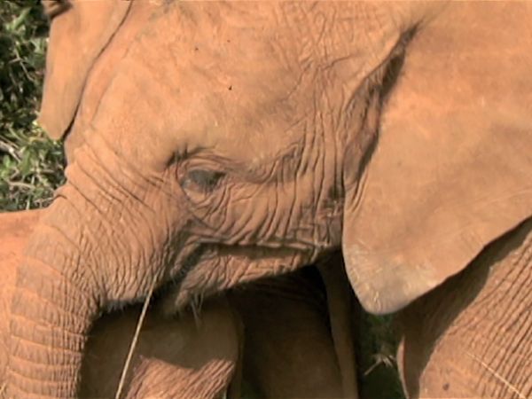 Missing Link - Episode 4