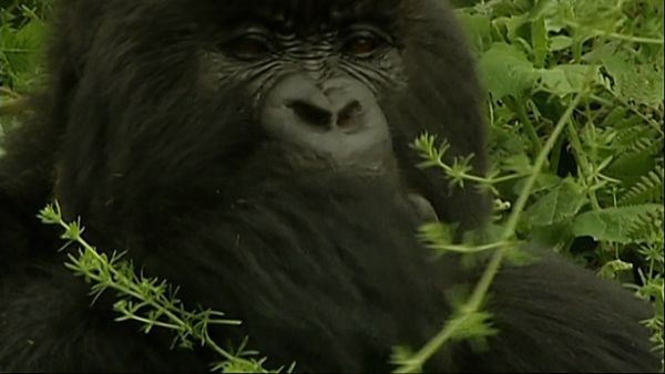 Missing Link - Episode 6