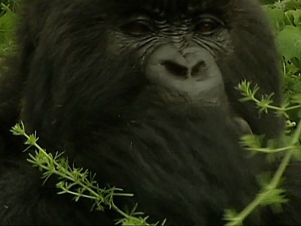 Missing Link - Episode 6