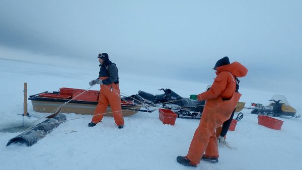 Ice Vikings - Thin Ice