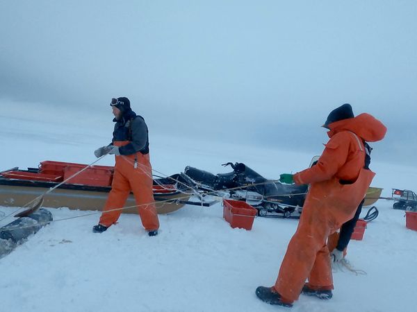 Ice Vikings - Thin Ice