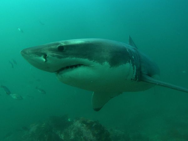 The Blue Realm - Shark Business