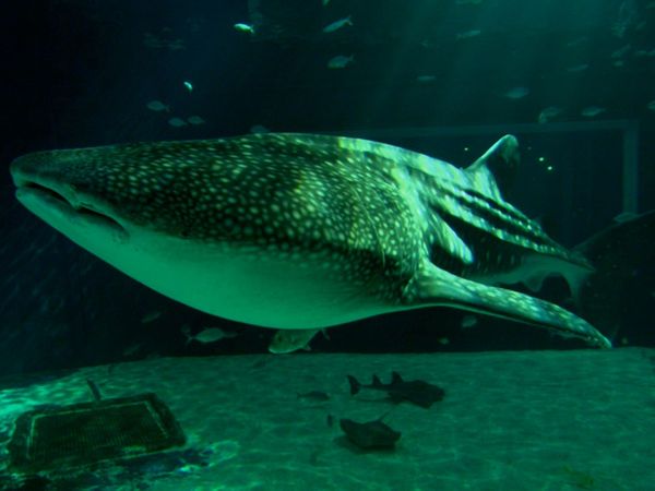 The Blue Realm - Whale Sharks: Gentle Giants