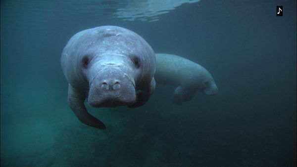 The Blue Realm - Manatees and Dugongs