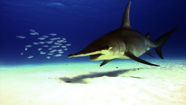 The Blue Realm - Shark Nation