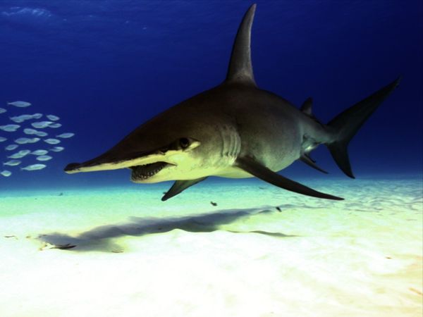 The Blue Realm - Shark Nation