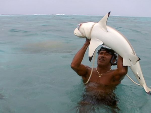 Leyendas del mar - Teuira, el hombre que habla con los tiburones