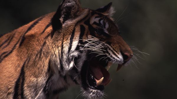 Animales tribales - Gatos gigantes