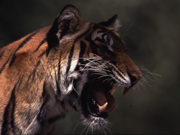 Animales tribales - Gatos gigantes