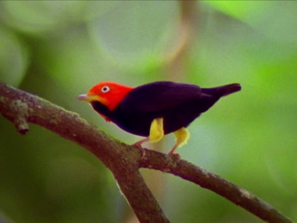 Deep Jungle - Deep Jungle: New Frontiers