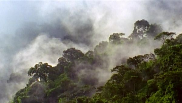 Deep Jungle - Deep Jungle: Monsters of the Forest
