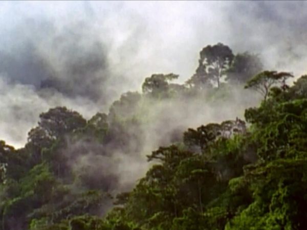 Deep Jungle - Deep Jungle: Monsters of the Forest