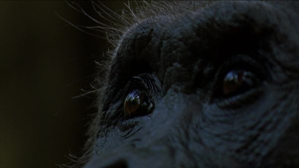 Deep Jungle - Deep Jungle: The Beast Within