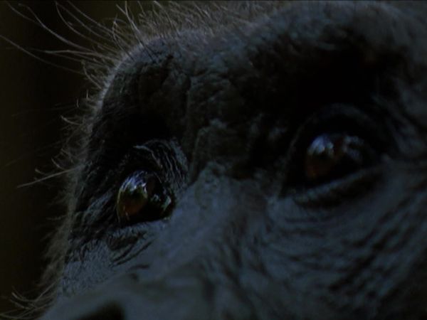 Deep Jungle - Deep Jungle: The Beast Within