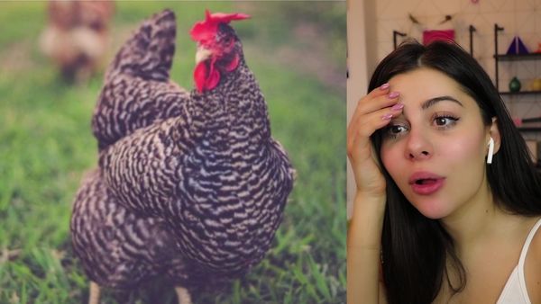 AzzyLand - Optical Illusions That Will Trick Your Brain / These Pets Are Living Better Lives Than Us