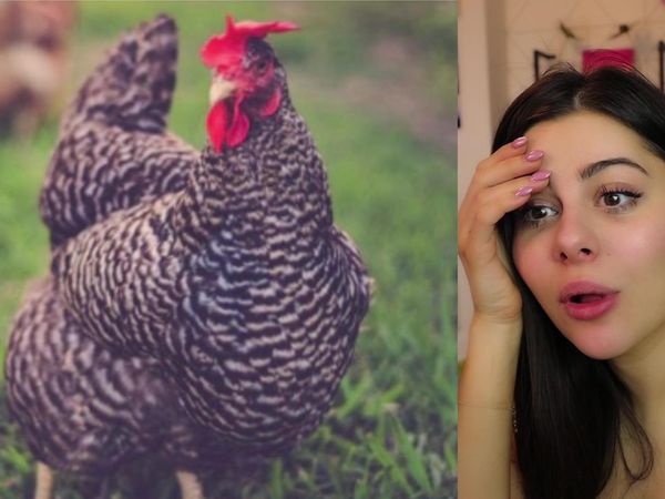 AzzyLand - Optical Illusions That Will Trick Your Brain / These Pets Are Living Better Lives Than Us