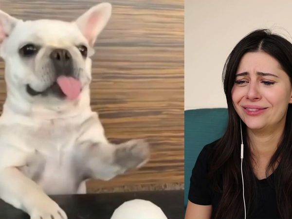 AzzyLand - What Newborn Animals Look Like / If It Was Not Filmed, No One Would Believe It