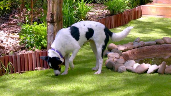 Lucky Dog: Down Under - Perfect Playmates