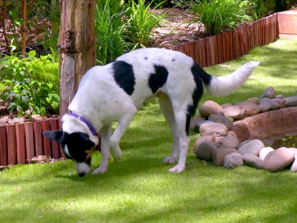 Lucky Dog: Down Under - Perfect Playmates