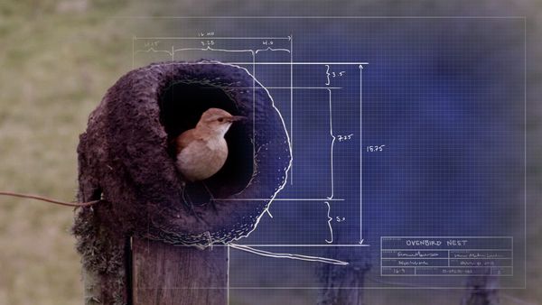 Animal Homes - The Nest