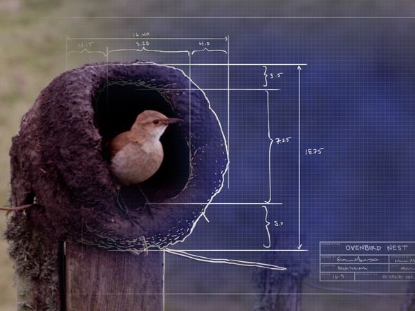 Animal Homes - The Nest