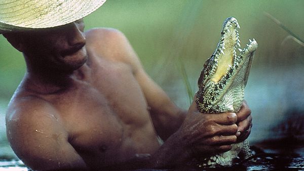Animales tribales - CROCODILES