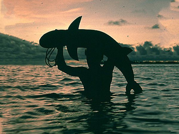 Animales tribales - SHARKS
