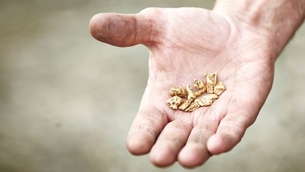 Yukon Gold - Fresh Start