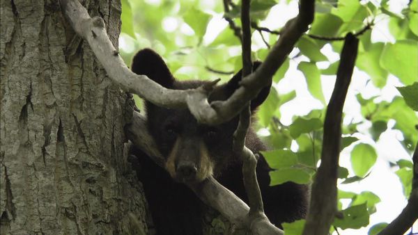 Bears of the Last Frontier - The Road North