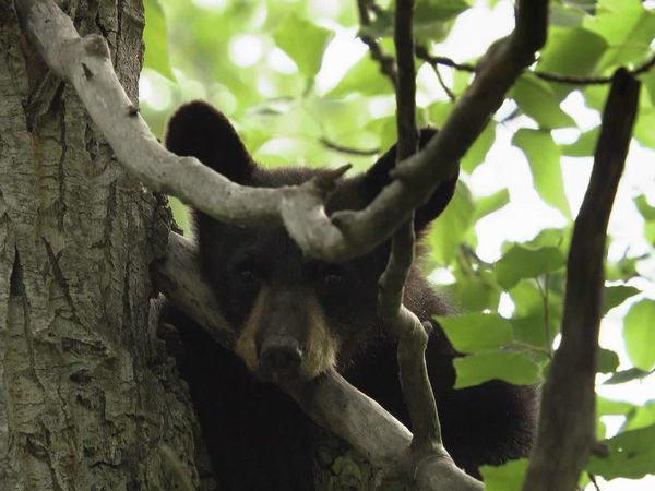 Bears of the Last Frontier - The Road North
