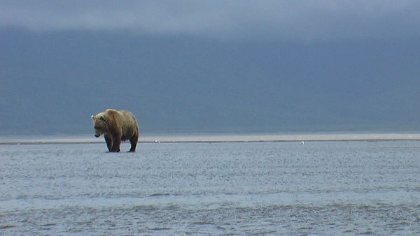 Bears of the Last Frontier - Arctic Wanderers