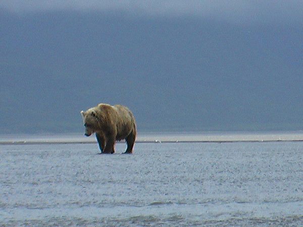Bears of the Last Frontier - Arctic Wanderers