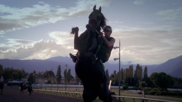 The Collector - The Jockey