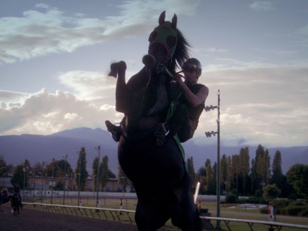 The Collector - The Jockey