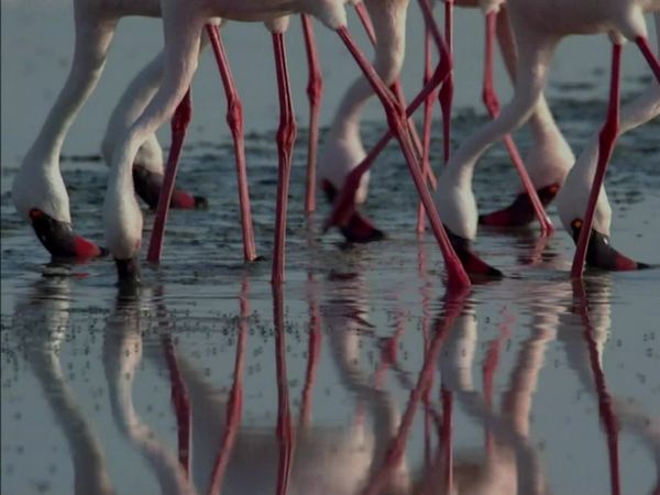 Kalahari - Kalahari: The Great Thirstland