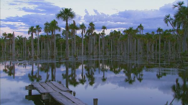 Green Paradise - The Bahamas: The heart of the Ocean