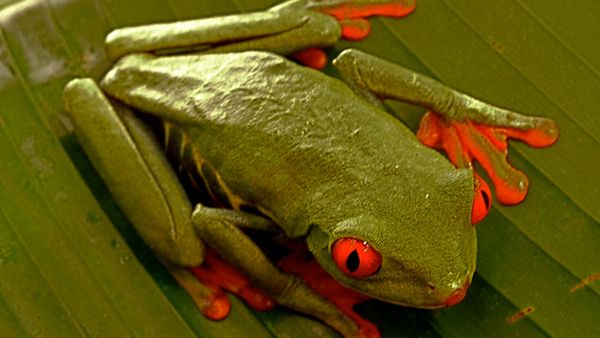 Green Paradise - Costa Rica: A Pure Nature