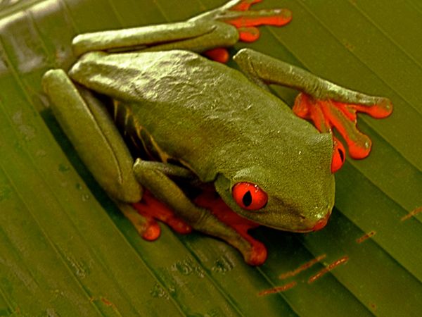 Green Paradise - Costa Rica: A Pure Nature