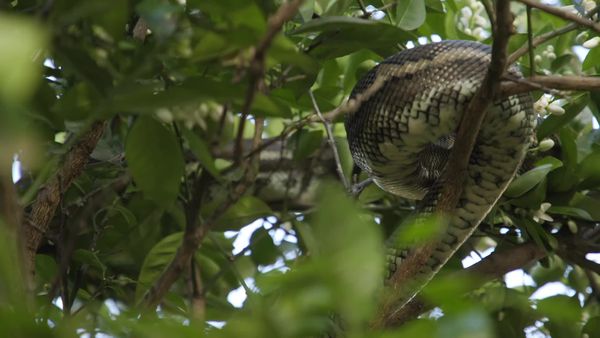 Aussie Snake Wranglers - Triple Threat