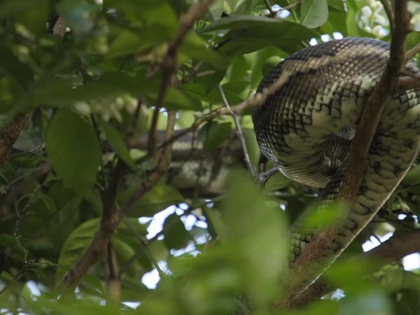 Aussie Snake Wranglers - Triple Threat