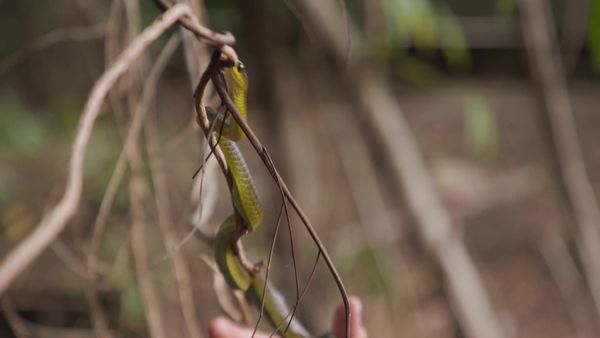 Aussie Snake Wranglers - Chicken Coop Invasion