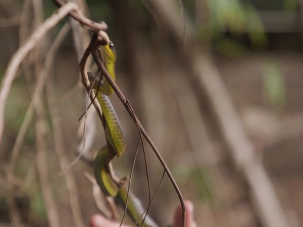 Aussie Snake Wranglers - Chicken Coop Invasion