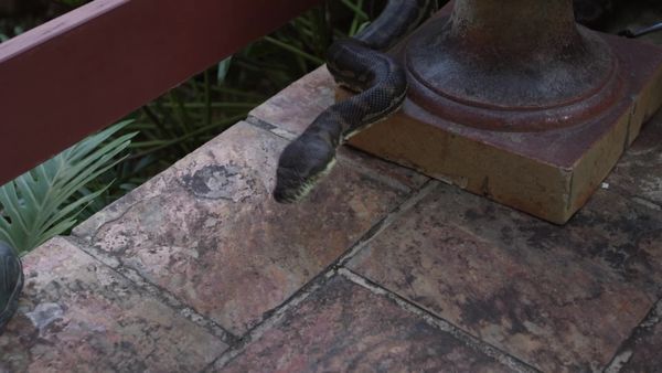 Aussie Snake Wranglers - Hide and Seek